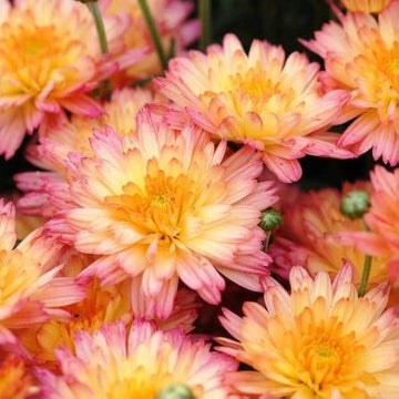 chrysanthemum Seeds - Yellow Pink