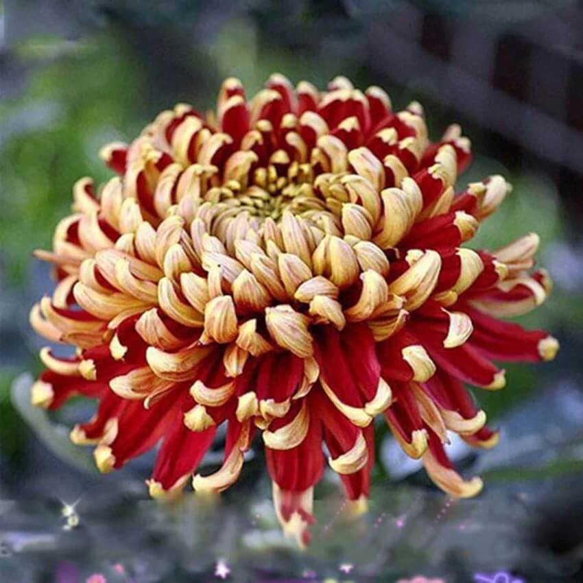chrysanthemum Seeds - Yellow Red