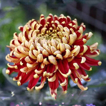 chrysanthemum Seeds - Yellow Red