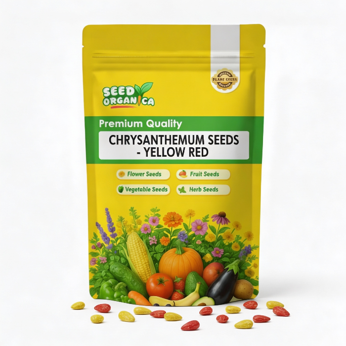 chrysanthemum Seeds - Yellow Red