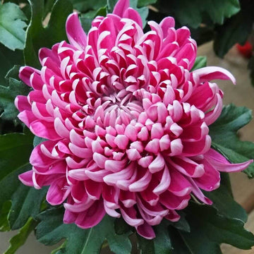 chrysanthemum Seeds - Crisantemos