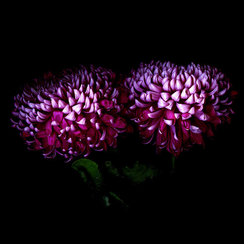 chrysanthemum Seeds - Deep Purple