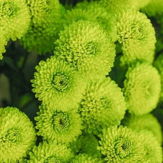 chrysanthemum Seeds - Green