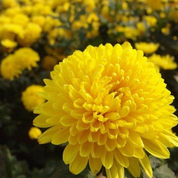 chrysanthemum Seeds - Marigold