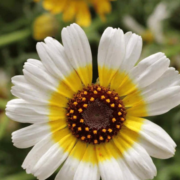 chrysanthemum Seeds - White Carinatum