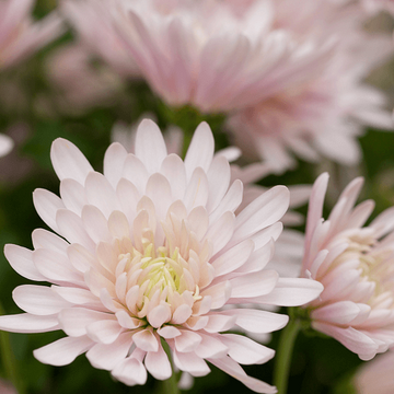 chrysanthemum Seeds - Light Pink
