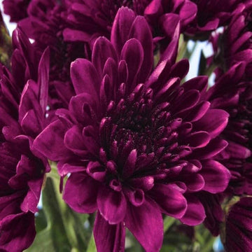 chrysanthemum Seeds - Violet 