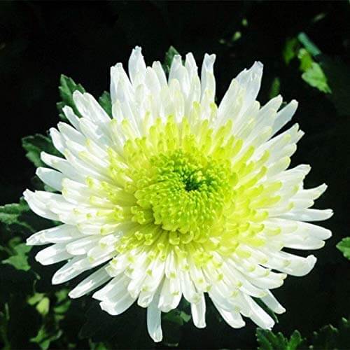 chrysanthemum Seeds - White Green