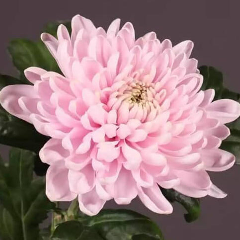 chrysanthemum Seeds - Pink White