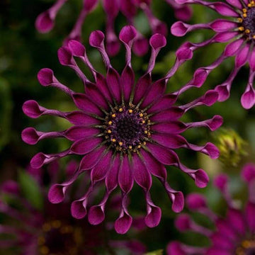 chrysanthemum Seeds - Power Spider