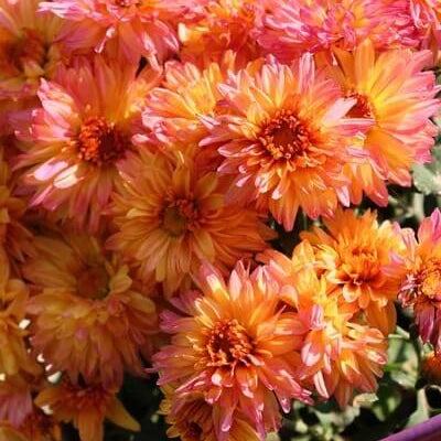 chrysanthemum Seeds - Yellow Pink