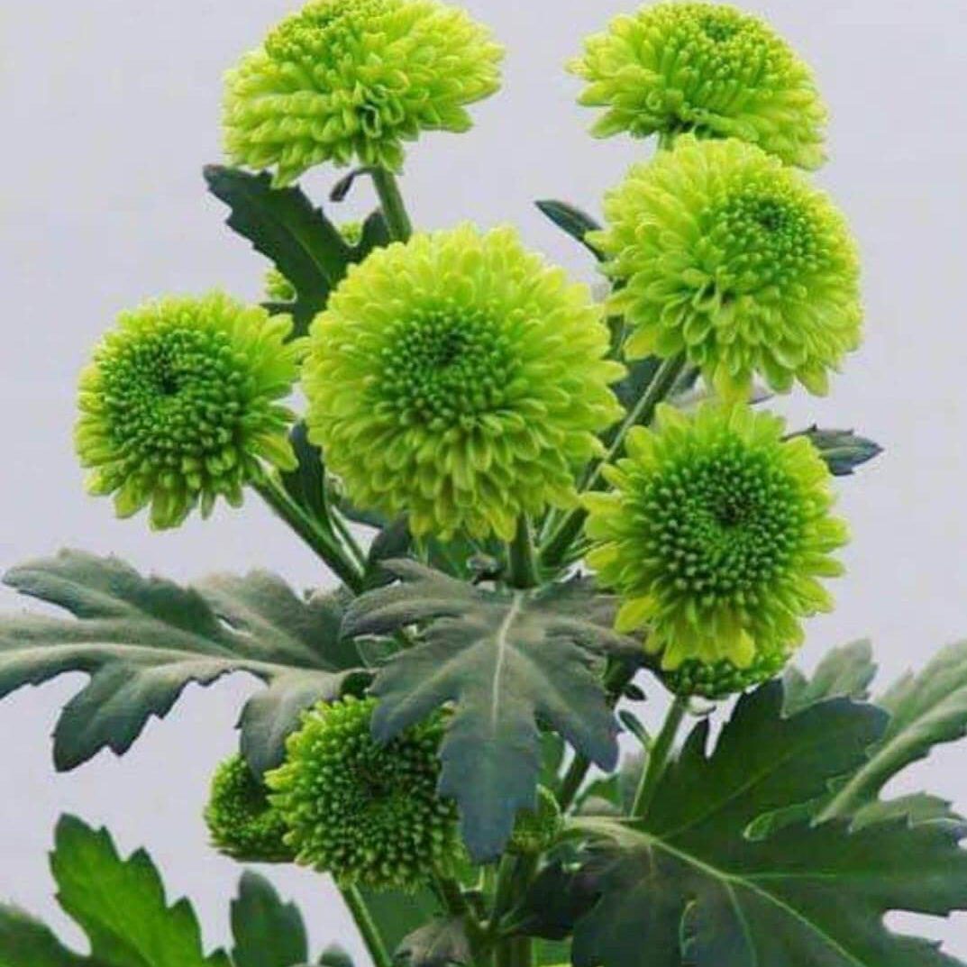 chrysanthemum Seeds - Green