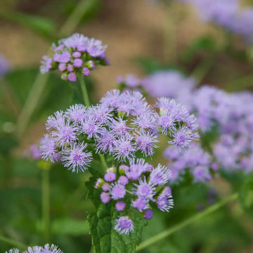 Mistflower Seeds – Blue Hardy Ageratum