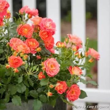 Eustoma Seeds – windflower