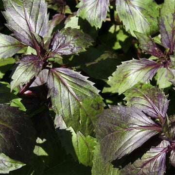 Corsican Basil Seeds –  Herbal Plant