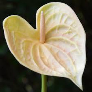 creem anthurium Seeds 