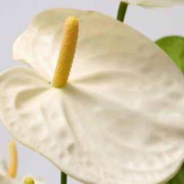 creem anthurium Seeds 