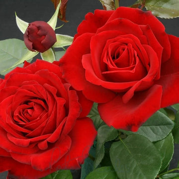 Rose Seeds – Climbing Red Cascade