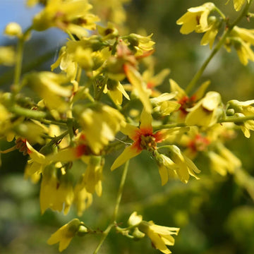Koelreuteria Paniculata Seeds – Golden Rain