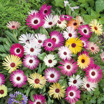 Ice Flower Seeds – Wildflower Mix