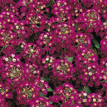 Alyssum Seeds – Easter Bonnet Violet