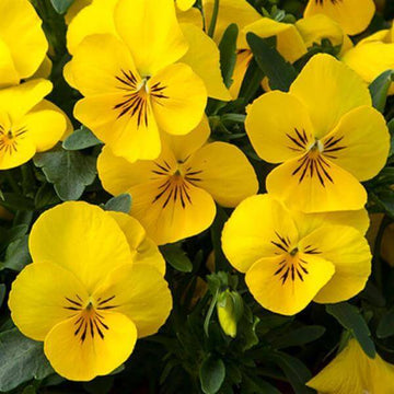 Yellow Pansy Seeds – Vibrant Heirloom