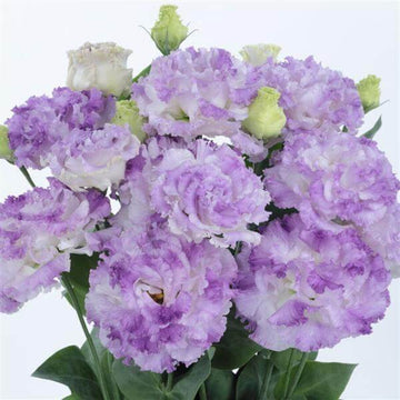 Lisianthus Seeds – Pure Asia