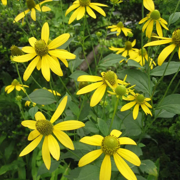 Rudbeckia Seeds – Laciniata