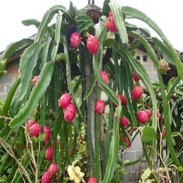 Exotic ClimbingDragon Seeds – Fruit Plant