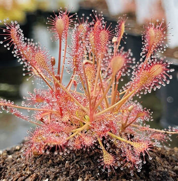 Sundew Seeds – Drosera Carnivorous