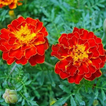 Marigold Seeds – Red Crimson