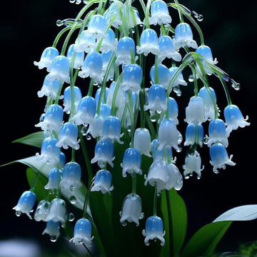 Lily of the Valley Seeds – Blue