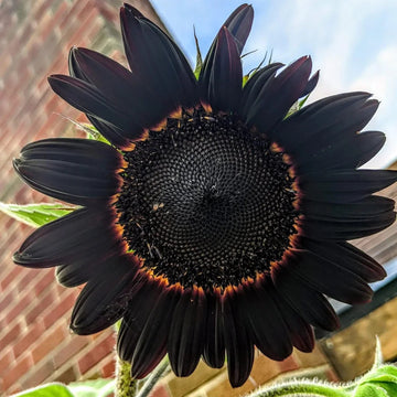 Sunflower Seeds – Black