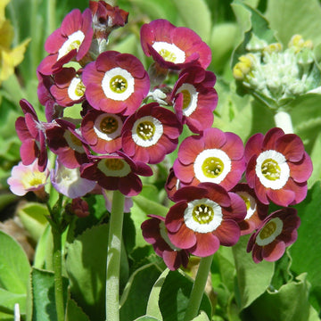 Primrose Seeds – Auricula