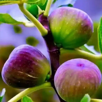 Fig Seeds – Purple