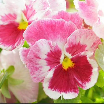 Pansy Seeds – Pink Red