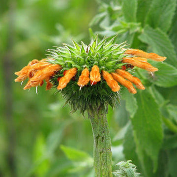 Leonotis Nepetifolia Seeds – Klip Dagga