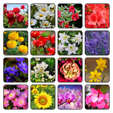 Marigold Seeds – Orange with Red