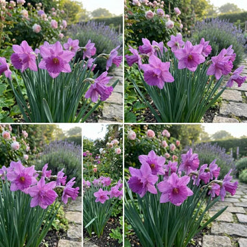 Lavender Daffodils Seeds - Flower Plant