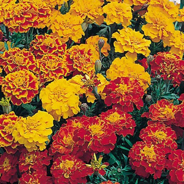 Marigold Seeds – Dwarf Mixed