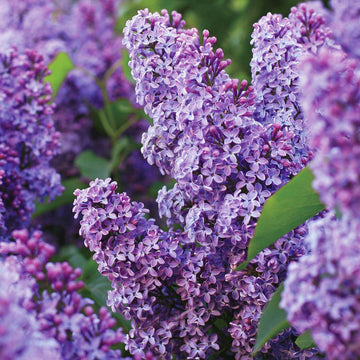 Lilac Seeds – Japanese Tree Purple