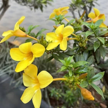 Allamanda Seeds – Allamanda cathartica