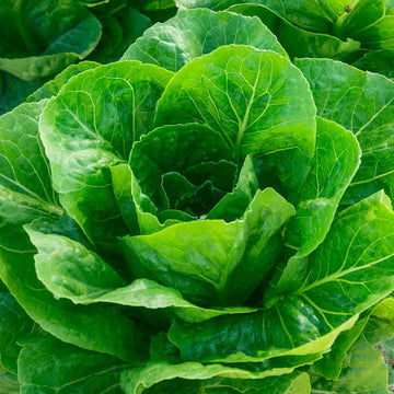 Loose Leaf Cabbage and Lettuce Seeds – Vegetable Plant