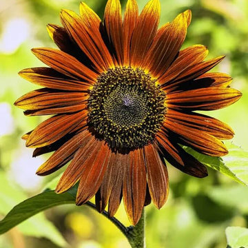 Brown Sunflower Seeds – Flower Plant