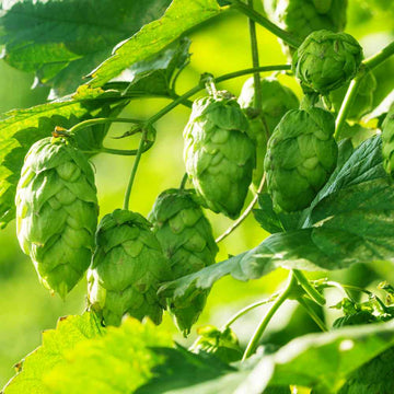Hops Seeds