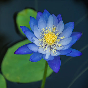 Nymphaea caerulea Blue Lotus Seeds – Flower Plant