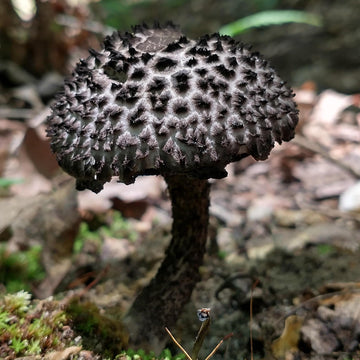 Mushroom Seeds – Black