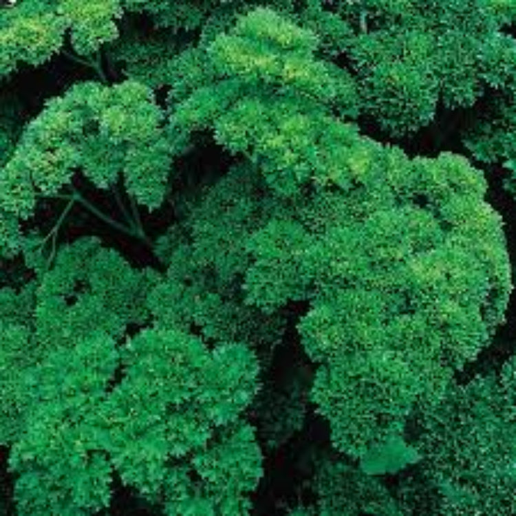 Parsley Seeds – Double Curled