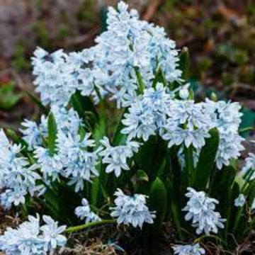 Snowdrop Seeds – Nivalis