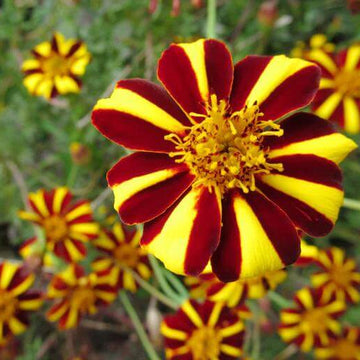 Marigold Seeds – Court Jester